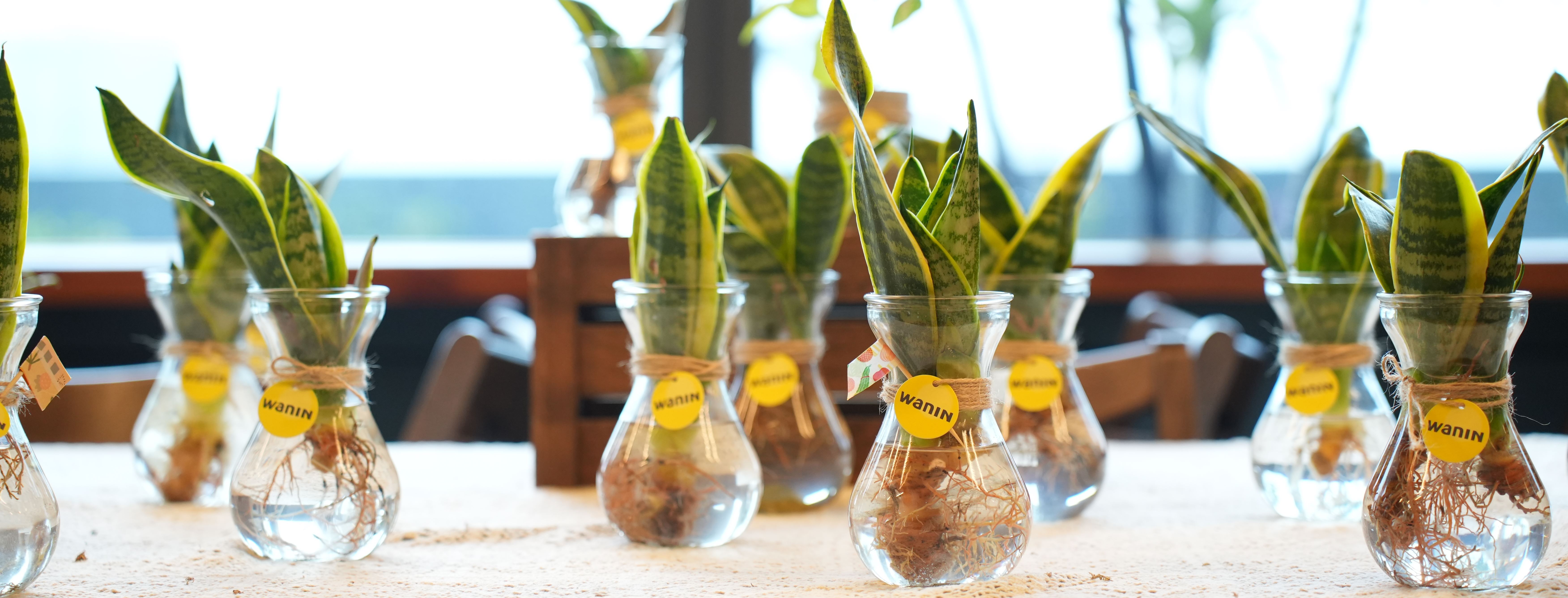 WANIN｜響應世界地球日，發起「WANIN GO GREEN🌱盆栽小市集」打造永續植感生活